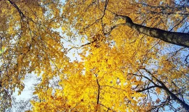strom listy neba